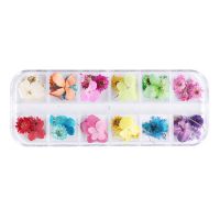 Nailart Dry Flower | RAINBOW
